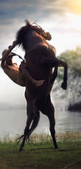 Forcesprint At Yemleri