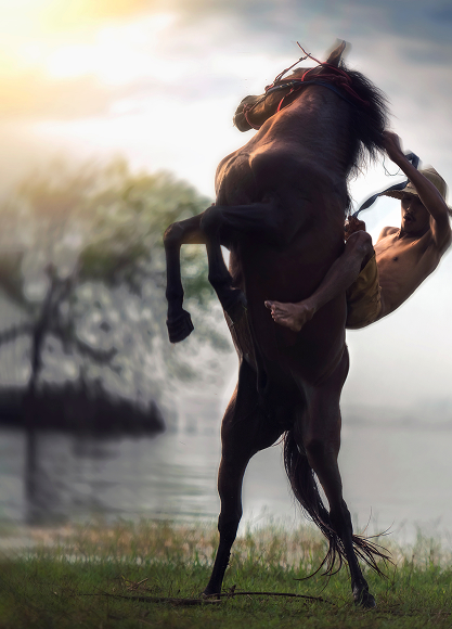 Forcesprint Yarış Atları